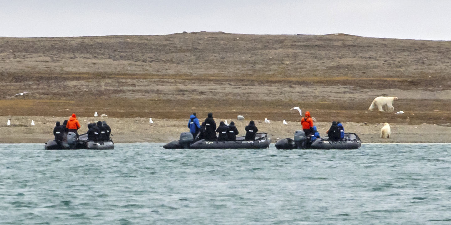 Polar Bears, Coningham Bay, Northwest Passage