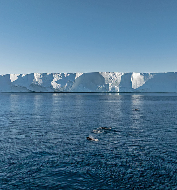 Ross Sea ice shelf and Orcas at East Antarctica