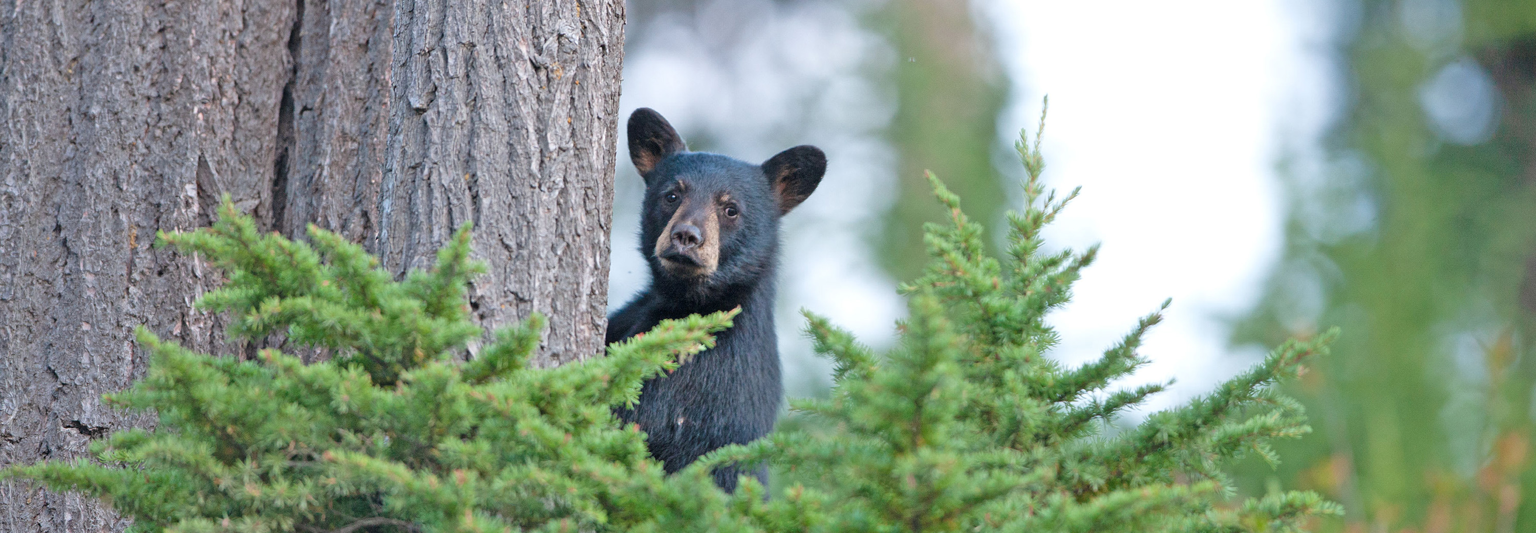 Black Bear, Whistler
