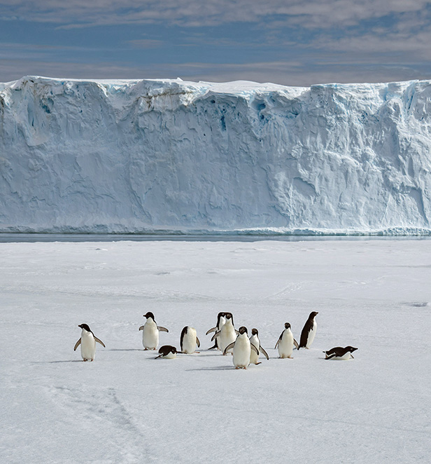 Adelie Penguins in Cape Denison, East Antarctica