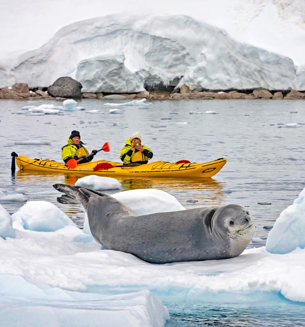 Scenic Eclipse guests kayaking by a Sea Lion in Antarctica