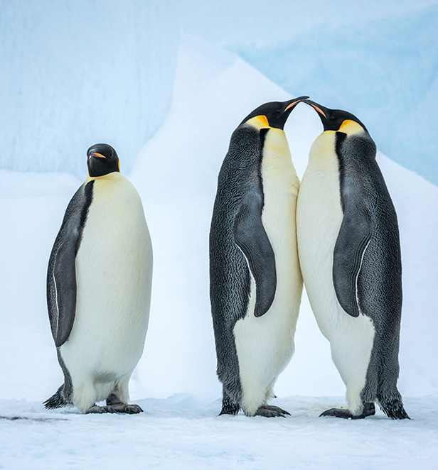 Emperor Penguins in Snow Hill Island