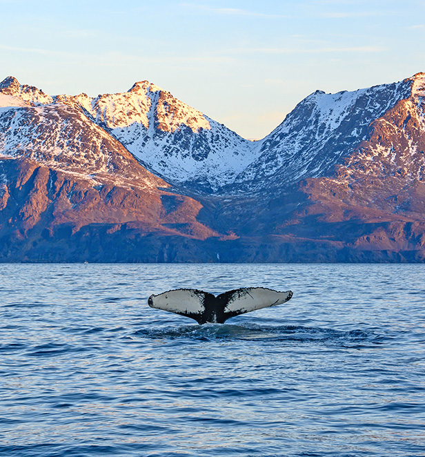 Humpback whale in Norway