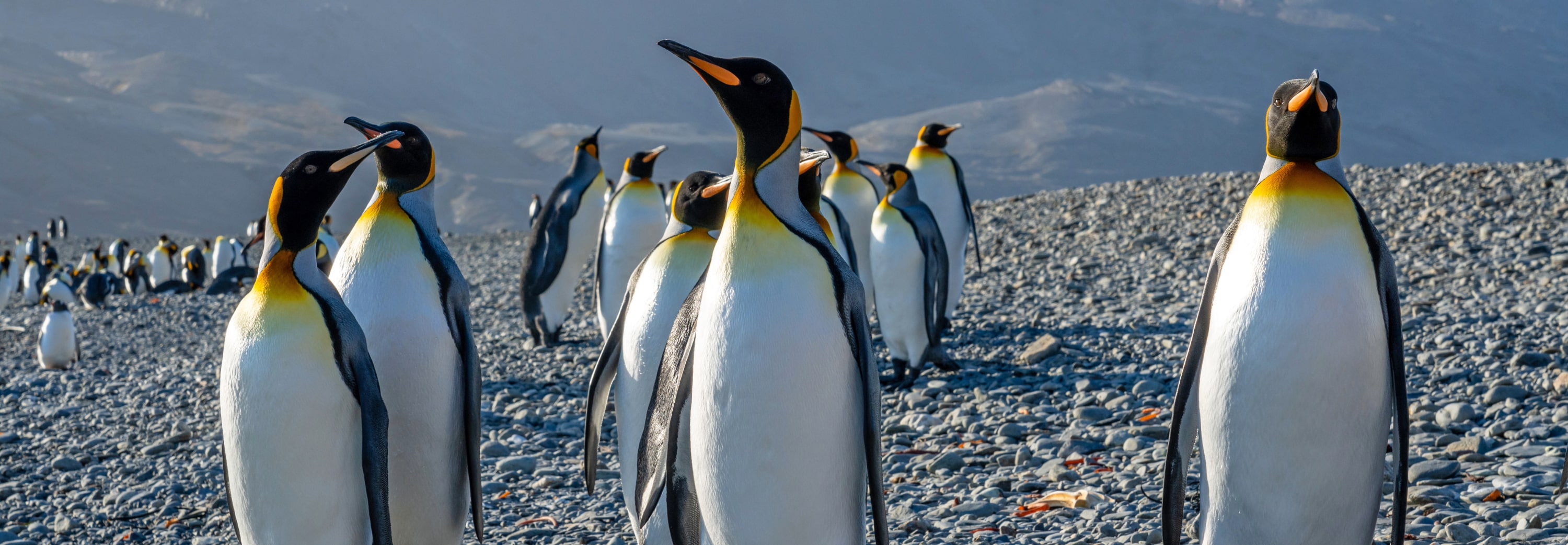 Antarctica Fortuna Bay South Georgia King Penguin