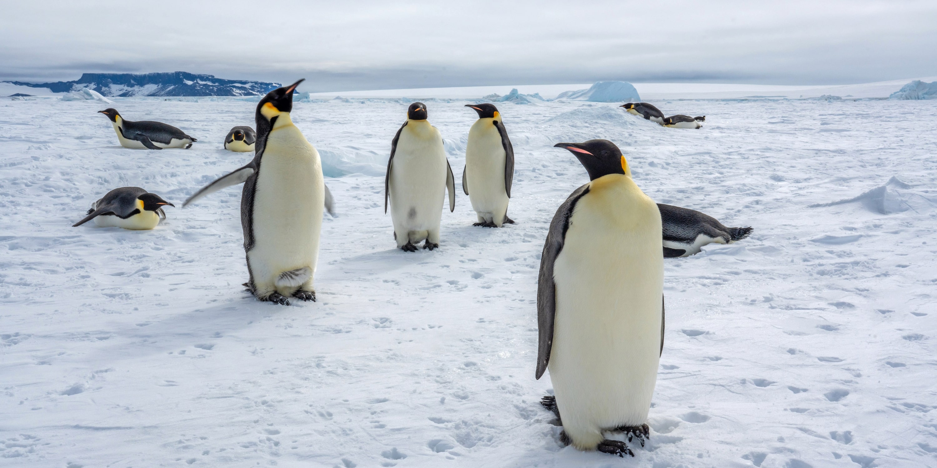 SE Snow Hill Island Heli Excursion Emperor Penguin