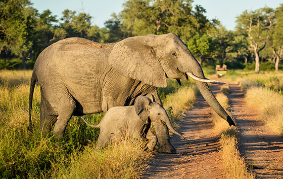 baby and mother elephant