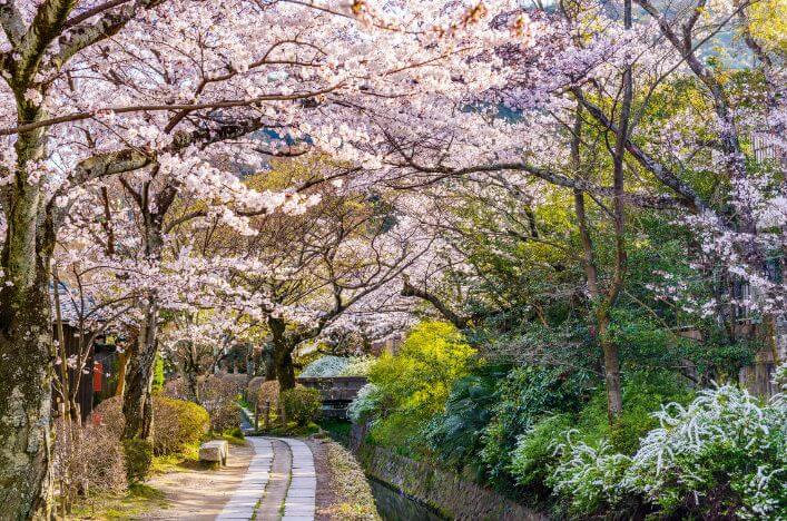 Cherry blossoms along the Philosopher's Walk in Kyoto