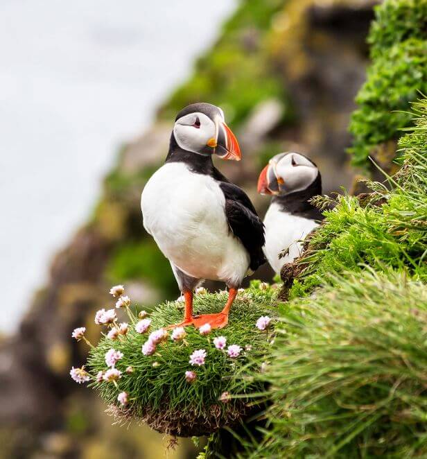 Two puffins on a grassy cliff in Iceland