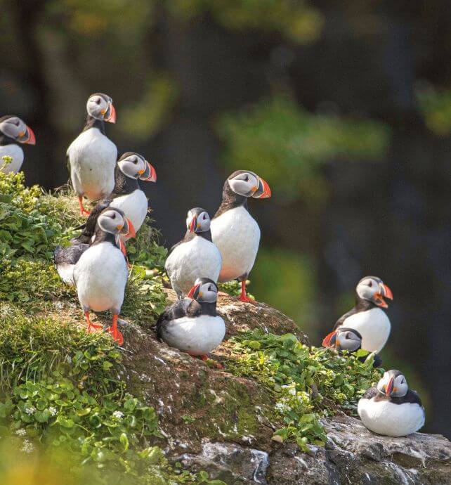 Puffins on Grimsey Island in Iceland