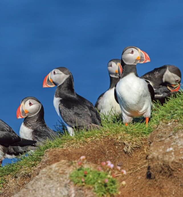 Puffins on a grassy cliff in Iceland