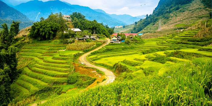 rice fields in vietnam